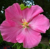 Almost Eden's Baby Pink Perennial Hibiscus, Everblooming Single Pink Confederate Rose, Hibiscus x 'Almost Eden's Baby Pink'